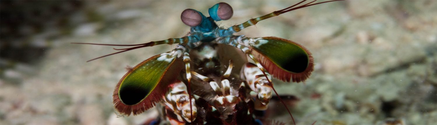 Mantis shrimp at Moalboal