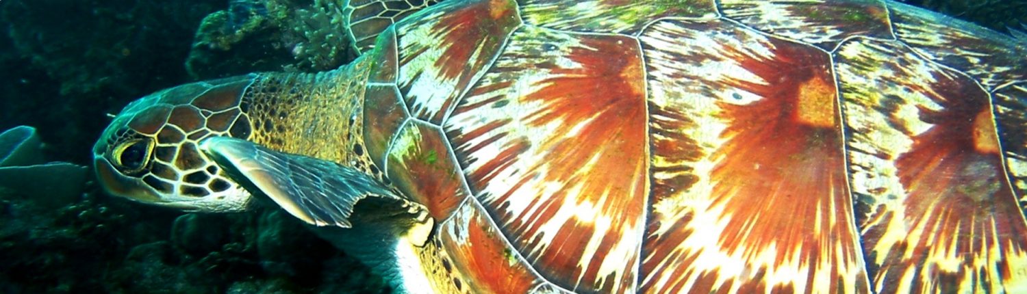Turtle at Magic house reef