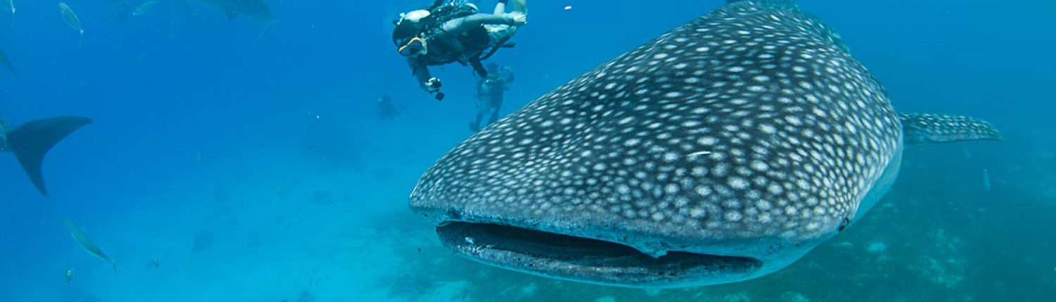 Whale shark with divers