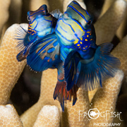 Mandarinfish Frogfish Photography Magic Island Moalboal Cebu