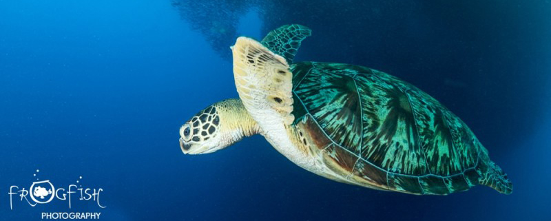 Turtle at Moalboal Sardine Run - Scubaverse