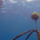 Magic Island Dive Resort Moalboal Double Buoy mooring lines