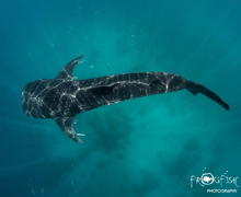 Whalesharks of Oslob - Frogfish Photography